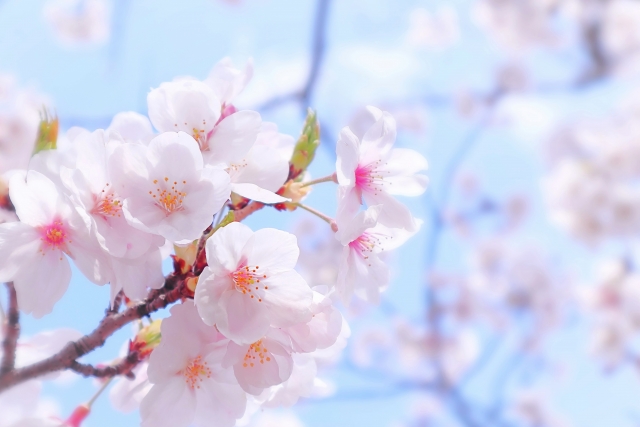春の朝の桜